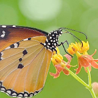 保定市鋒礪軟件科技有限公司